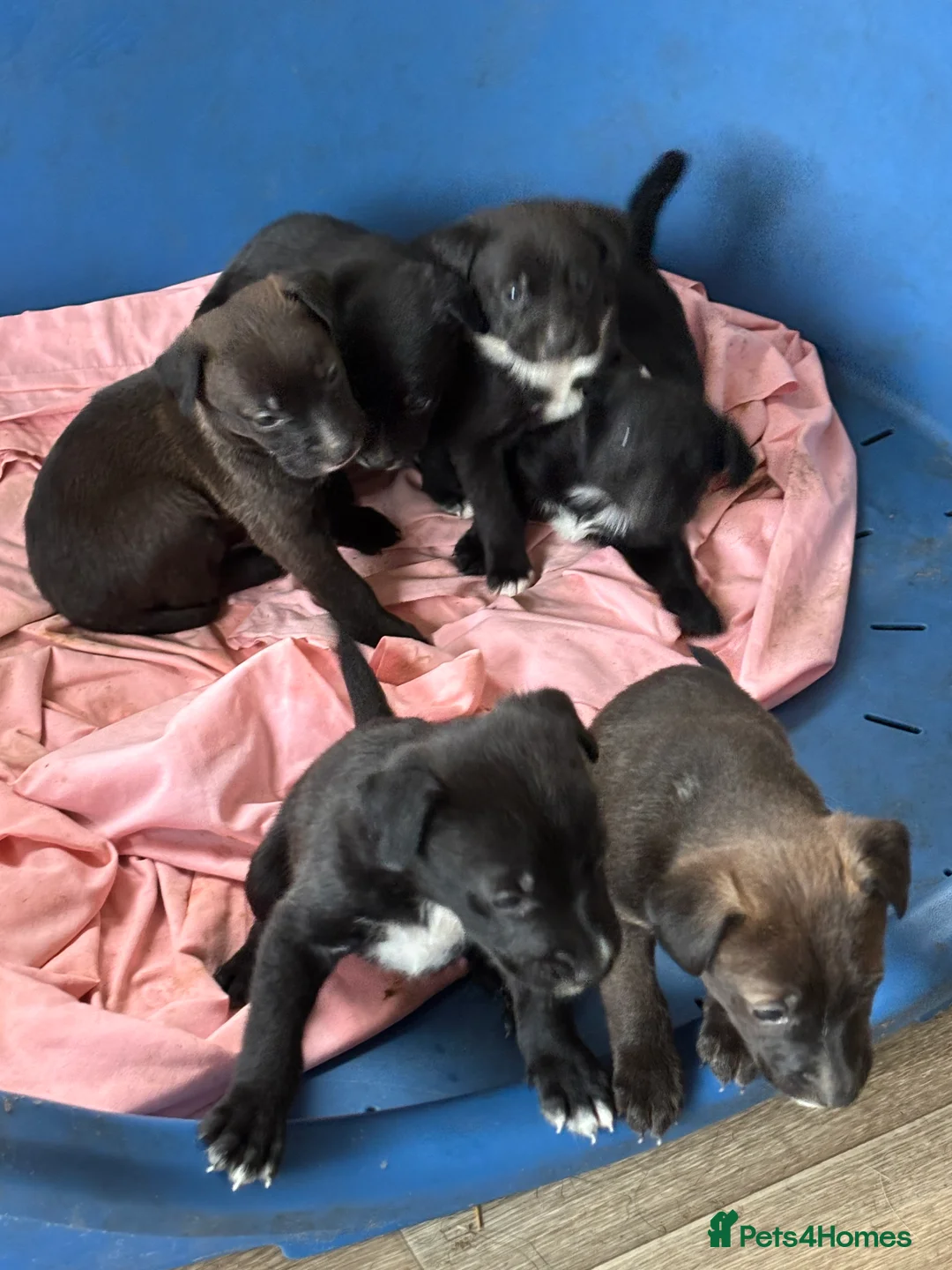 Border Collie dogs for sale: Beautiful collie boy left  - Advert 3