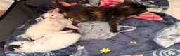 Mixed Breed cats for sale: 3 stunning British shorthair x Turkish van kittens in Rochdale - Advert 12