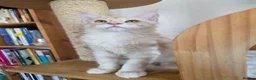 Maine Coon cats for sale: Two beautiful Maine Coon kittens - Advert 13