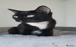 Mixed Breed cats for sale: 2 stunning cats looking for forever home  - Image 4