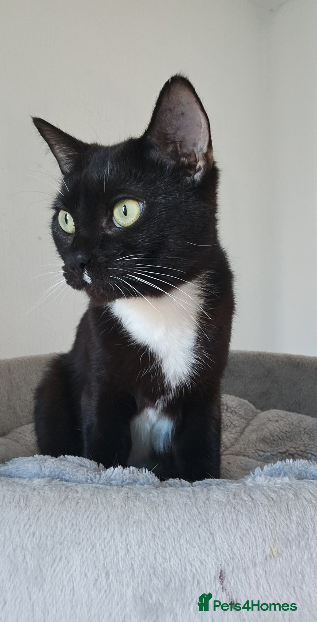 Mixed Breed cats for sale: 2 stunning cats looking for forever home  - Image 4