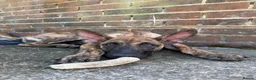 Belgian Shepherd Dog dogs for sale: Dutch Shepherd Puppies - Advert 24