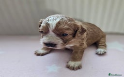 Cockapoo dogs for sale: Beautiful Chunky f2 Cockapoo Puppies  - Image 13