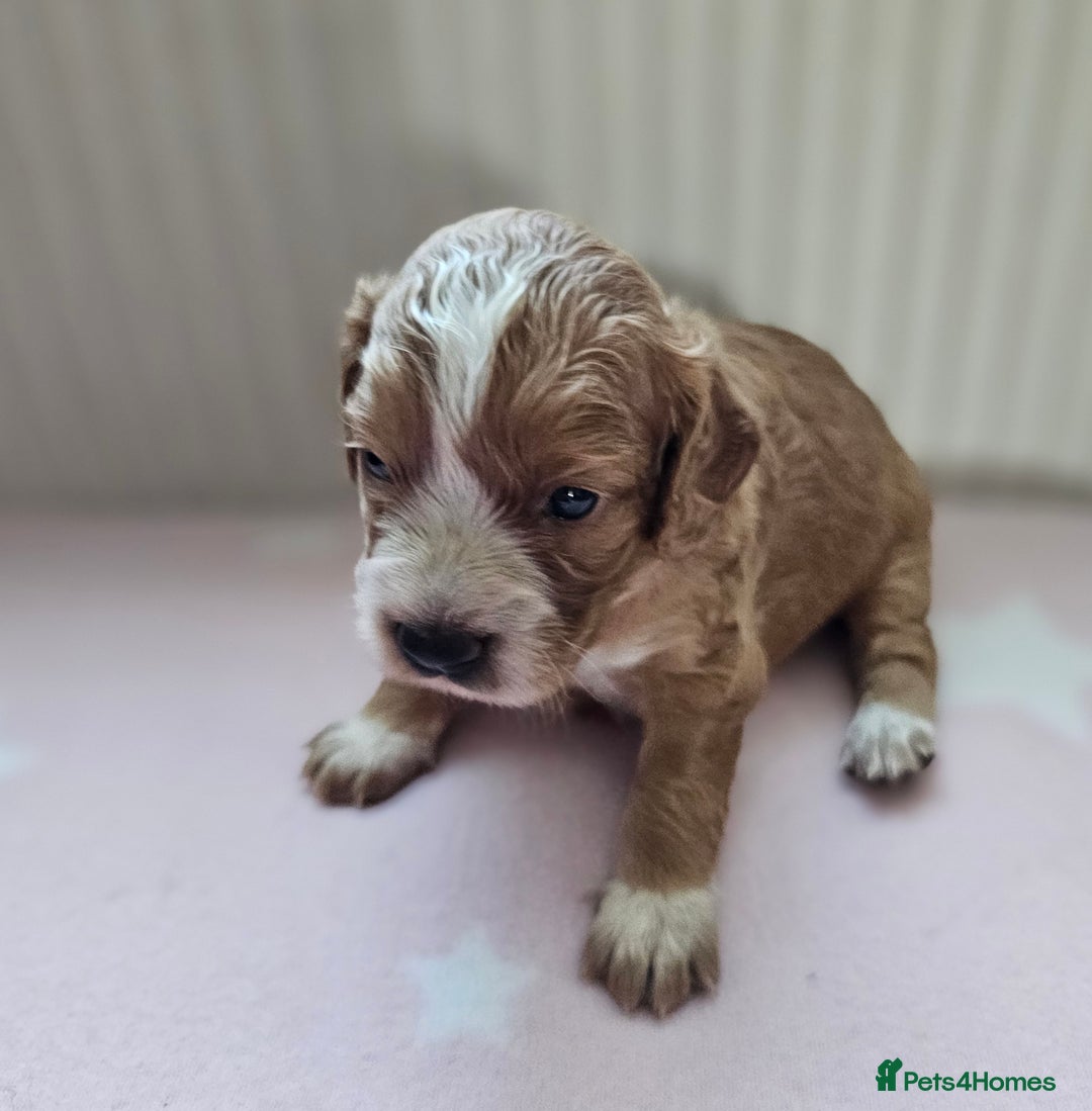 Cockapoo dogs for sale: Beautiful Chunky f2 Cockapoo Puppies  - Image 13