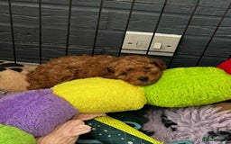 Toy Poodle dogs for sale: Stunning baby KC reg toy poodles  - Image 7