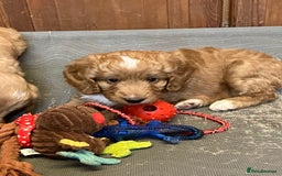 Australian Labradoodle dogs for sale: Stunning miniature Australian labradoodles - Image 16