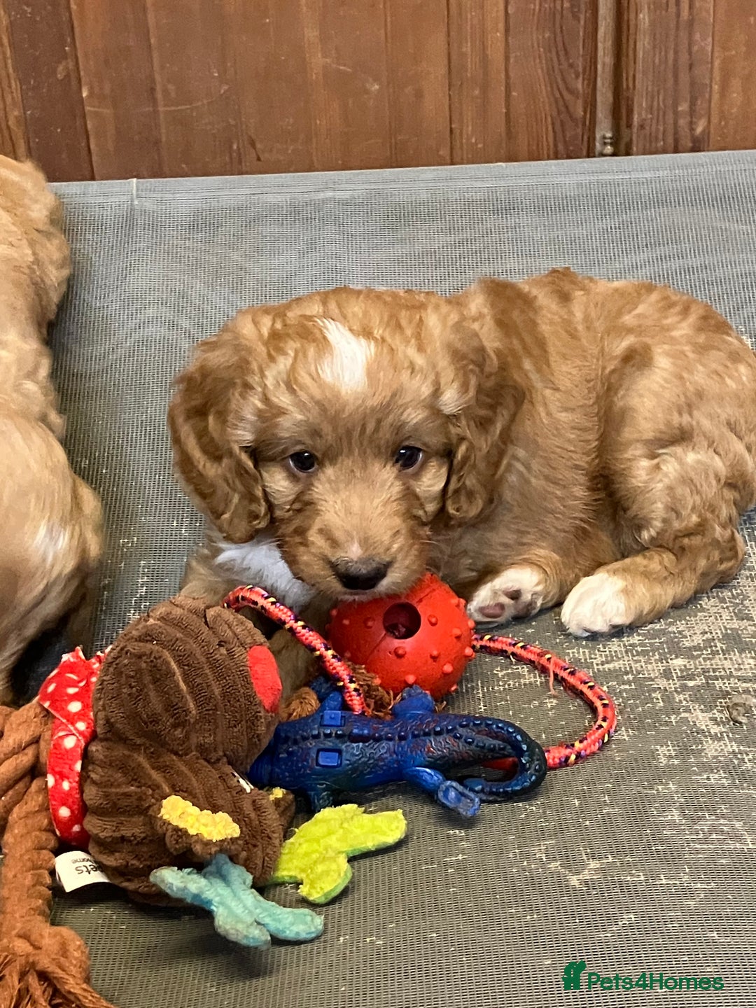 Australian Labradoodle dogs for sale: Stunning miniature Australian labradoodles - Image 16