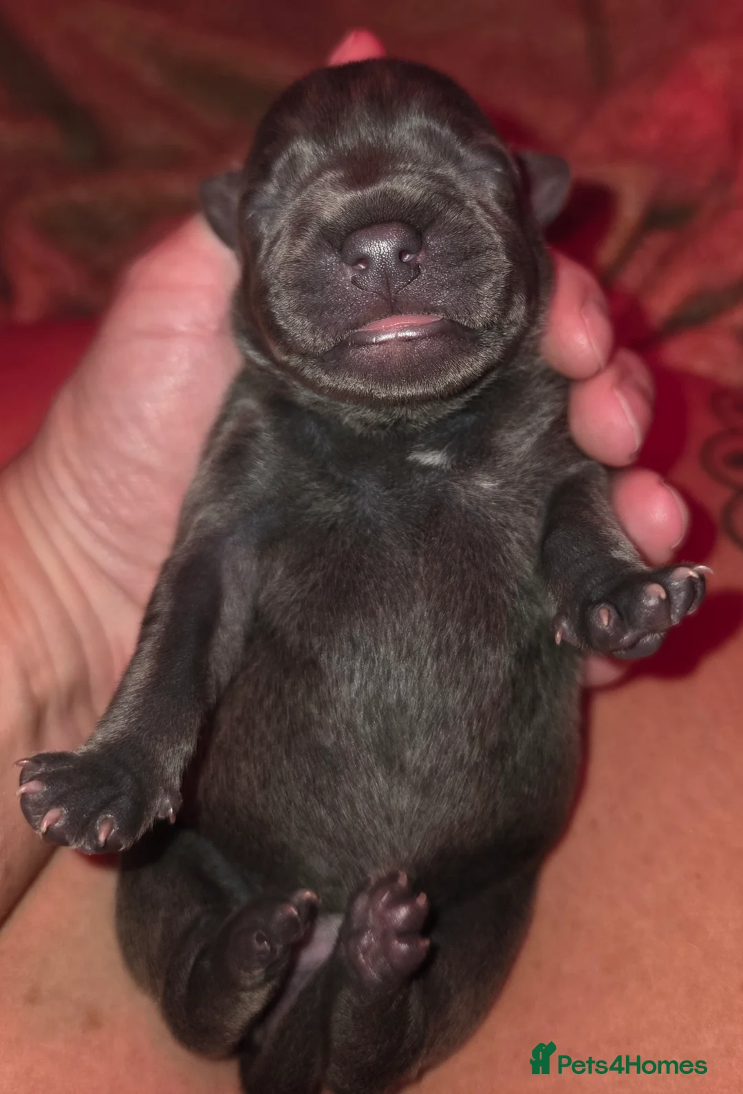 Staffordshire Bull Terrier dogs for sale: TOP QUALITY BLOODLINE STAFFIE PUPPIES - Advert 2