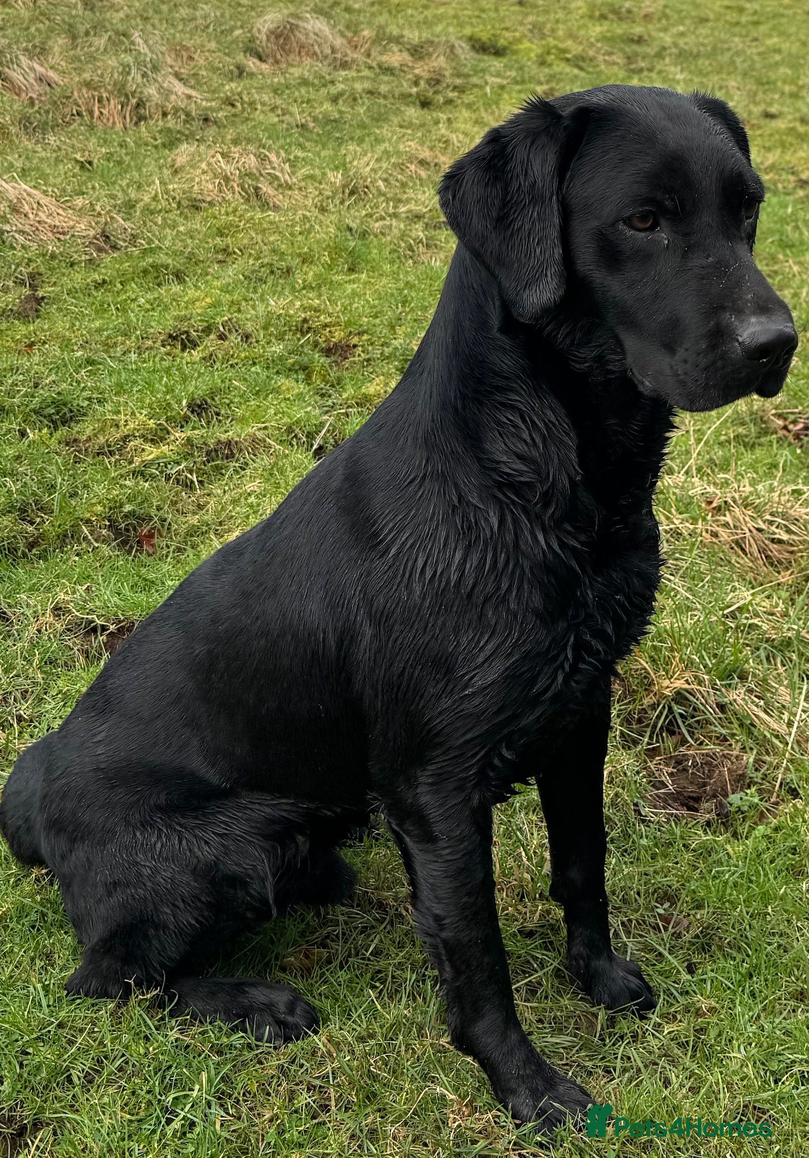 Labrador Retriever dogs Apollobay Bones of Countryways,FULLY HEALTH TESTED - Advert 23