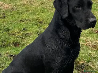 Labrador Retriever dogs Apollobay Bones of Countryways,FULLY HEALTH TESTED - Advert 5