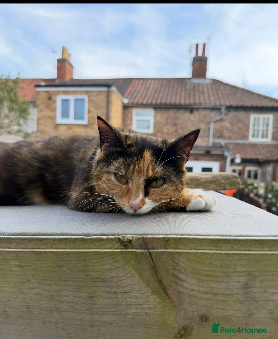 Mixed Breed cats for sale: Rehoming a cat - Advert 3