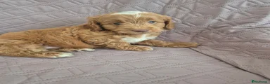 Cockapoo 3