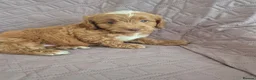 Cockapoo dogs for sale: Stunning F1B cockpoo puppy's  - Advert 3
