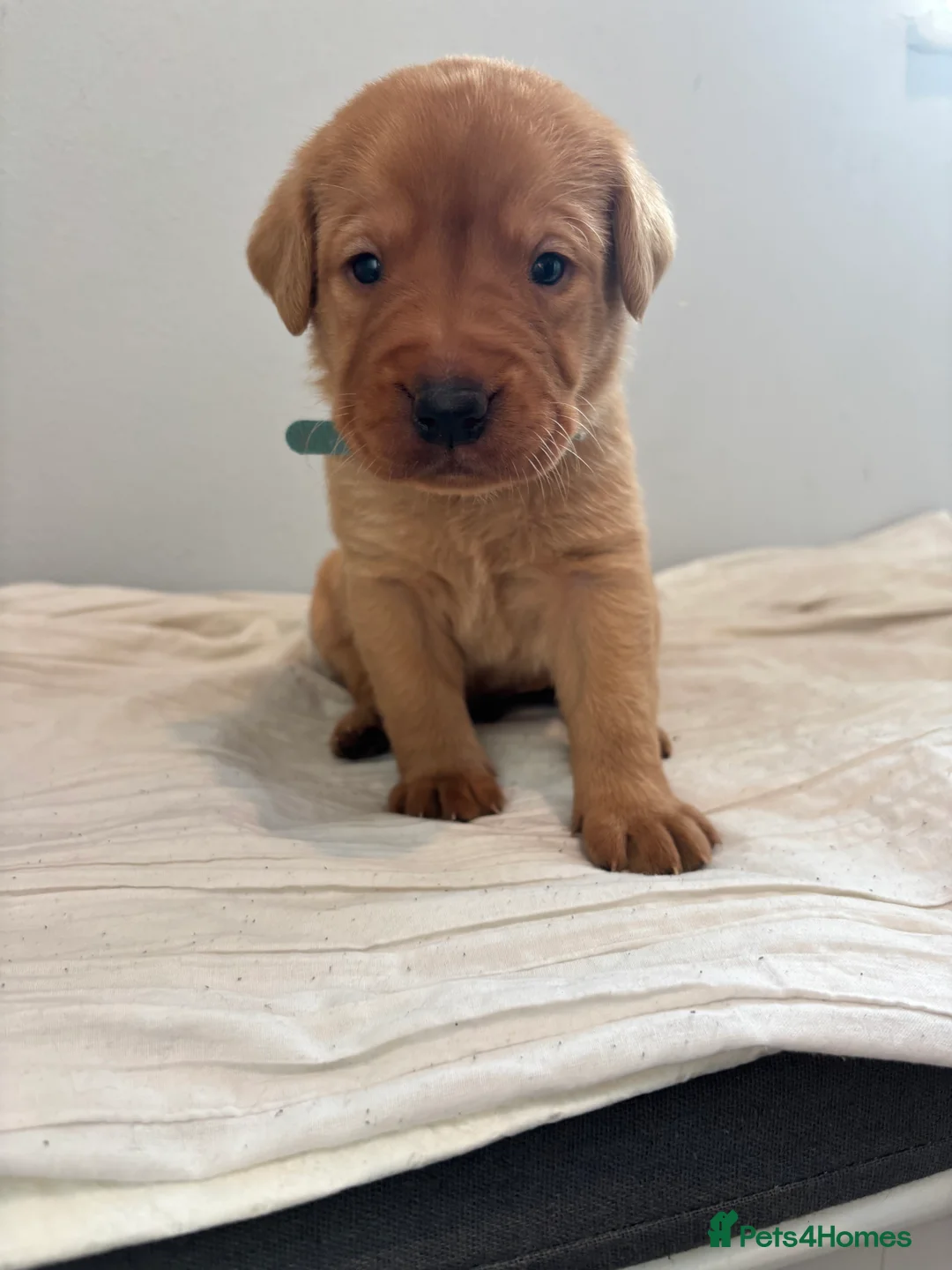 Labrador Retriever dogs for sale: Chunky fox red Labradors  - Advert 41