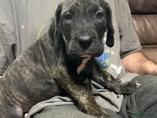 Mixed Breed dogs Last Boy Daniff pups.Great Dane/Mastiff Ready 28th - Advert 13