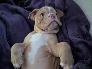 Old Tyme Bulldog dogs STUNNING OLD TYME ENGLISH BULLDOG PUPPIES - Advert 9