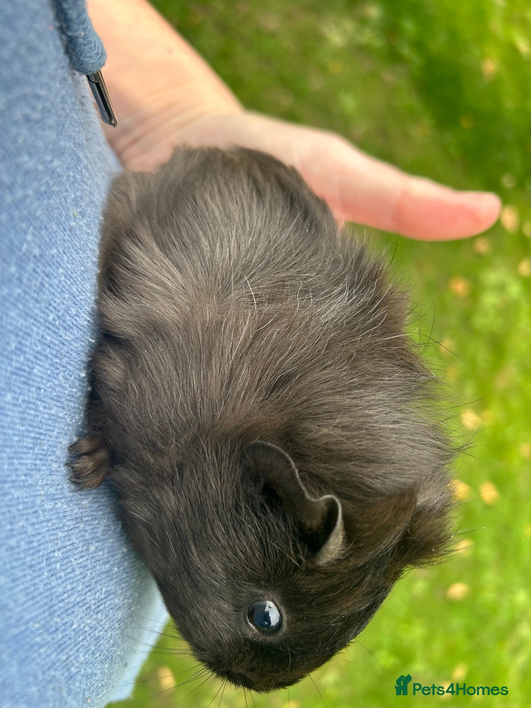 Guinea Pig rodents for sale: 6 baby boy guinea pigs available - Image 8