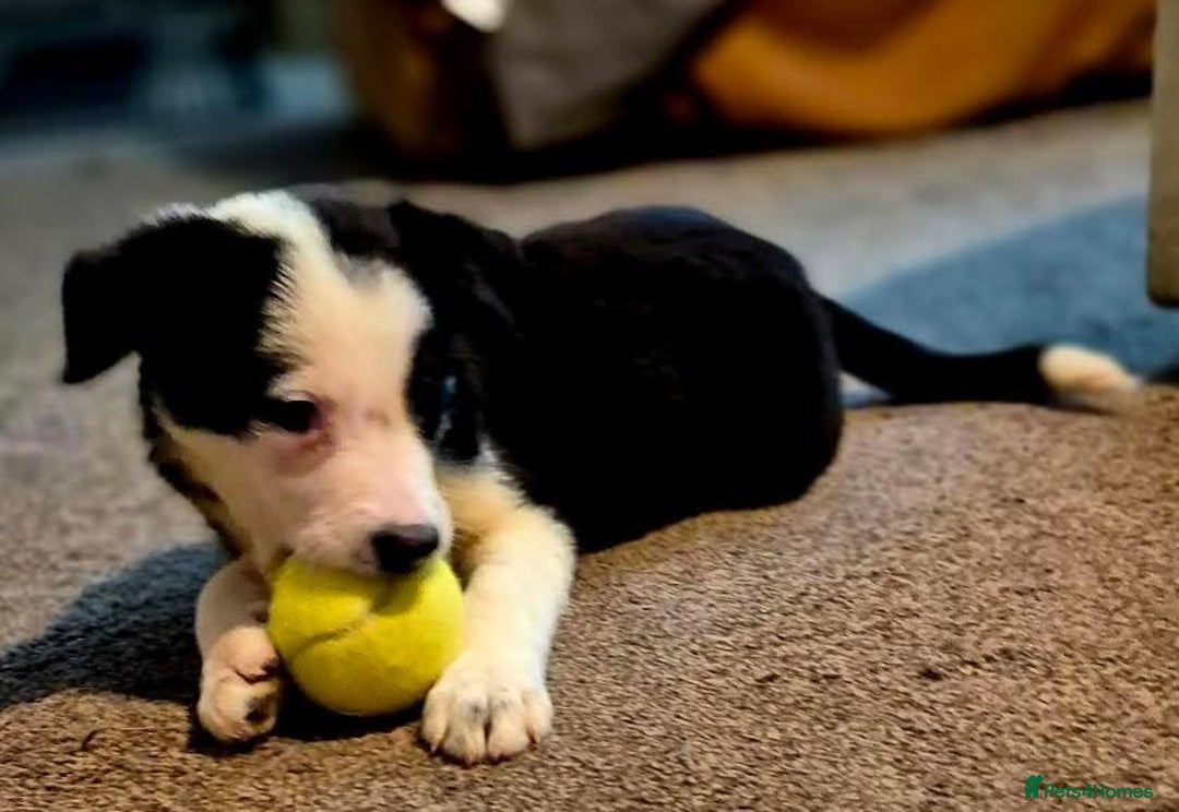Border Collie dogs for sale: Border collie pups for sale  - Image 12