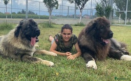 Caucasian Shepherd Dog dogs for sale: 🧸Caucasian Shepherd Puppies Ready Now! 🧸 - Image 16