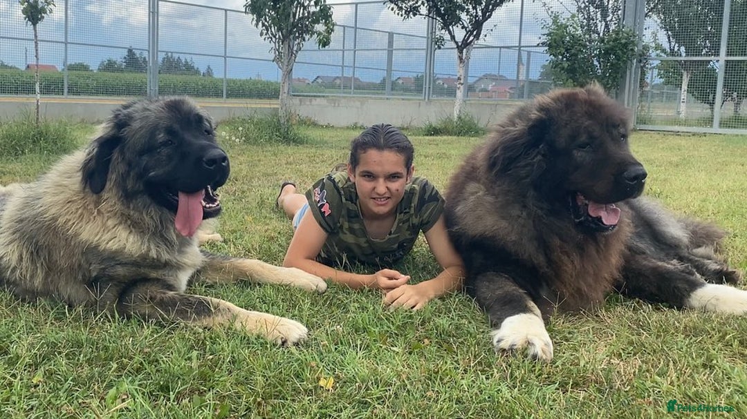 Caucasian Shepherd Dog dogs for sale: 🧸Caucasian Shepherd Puppies Ready Now! 🧸 - Image 16