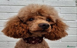 Miniature Poodle dogs for stud: Kc Minature Poodle for stud - Image 8