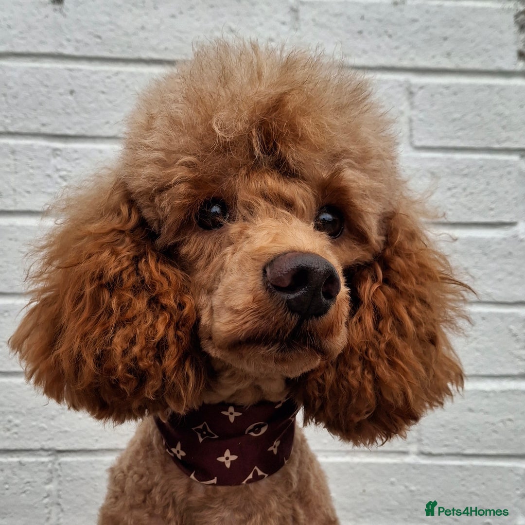 Miniature Poodle dogs for stud: Kc Minature Poodle for stud - Image 8
