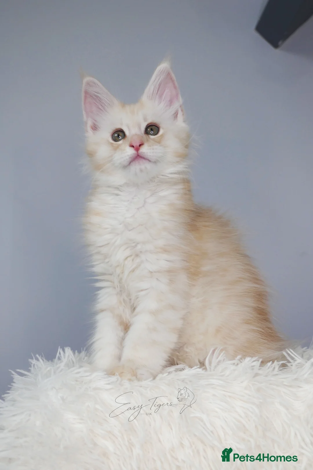 Maine Coon cats for sale: Stunning kittens ( polydactyl) TICA - Advert 17