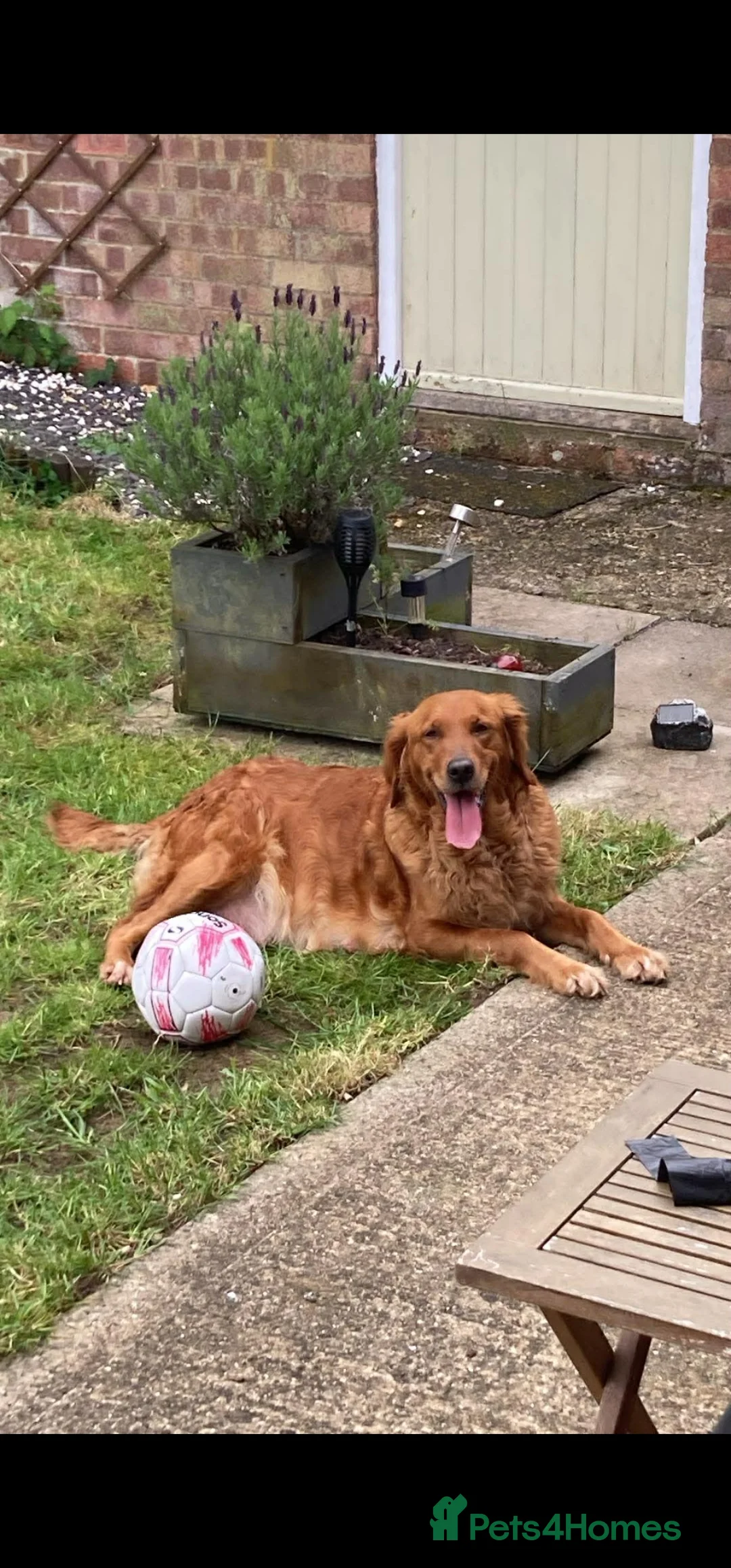 Mini Goldendoodle dogs for sale: F1 MINI GOLDENDOODLES  - Advert 1