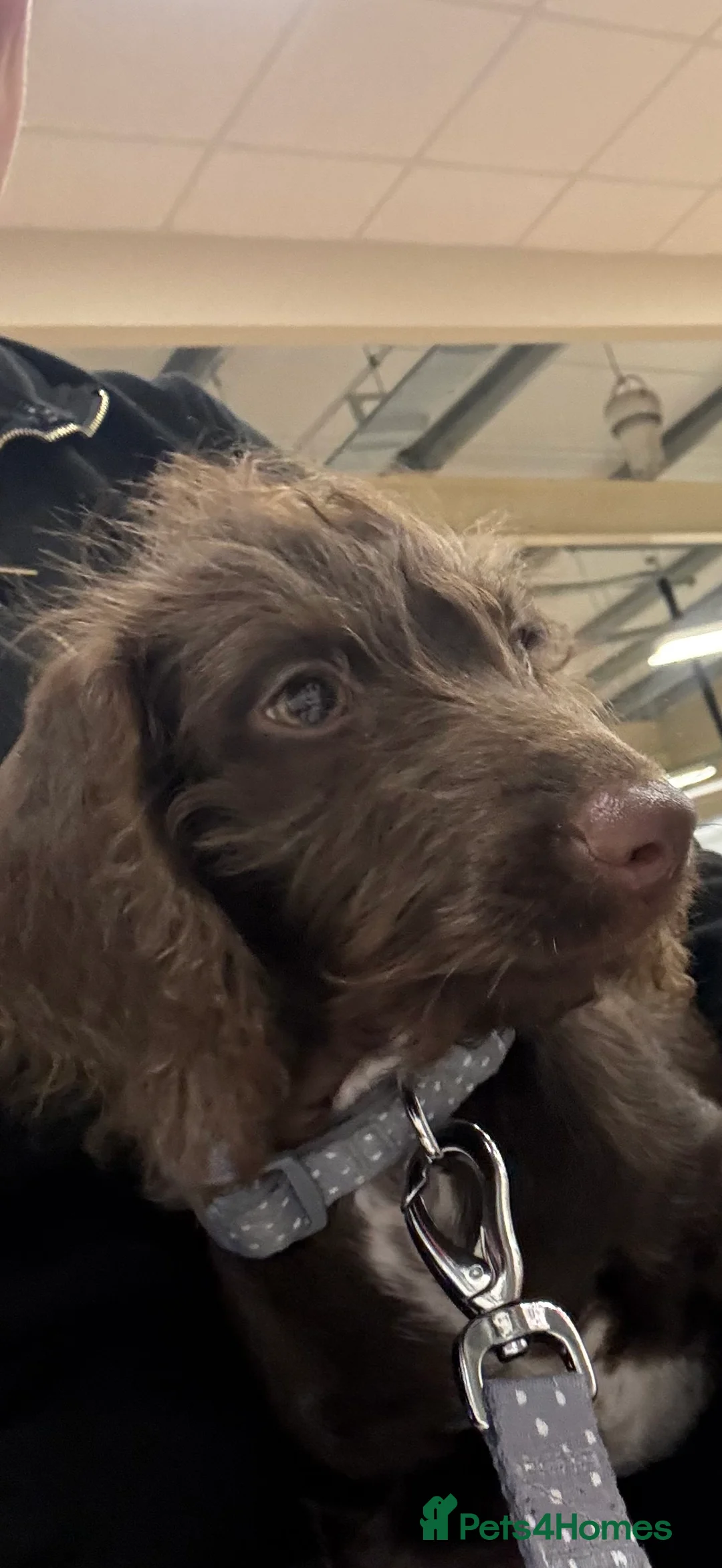 Mixed Breed dogs for sale: Cockerpoo / Dachshund for sale  - Advert 3