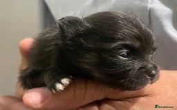 Pomeranian dogs for sale: Lovely boy pup available to good home only - Image 6
