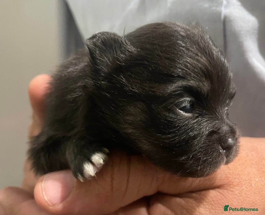 Pomeranian dogs for sale: Lovely boy pup available to good home only - Image 6