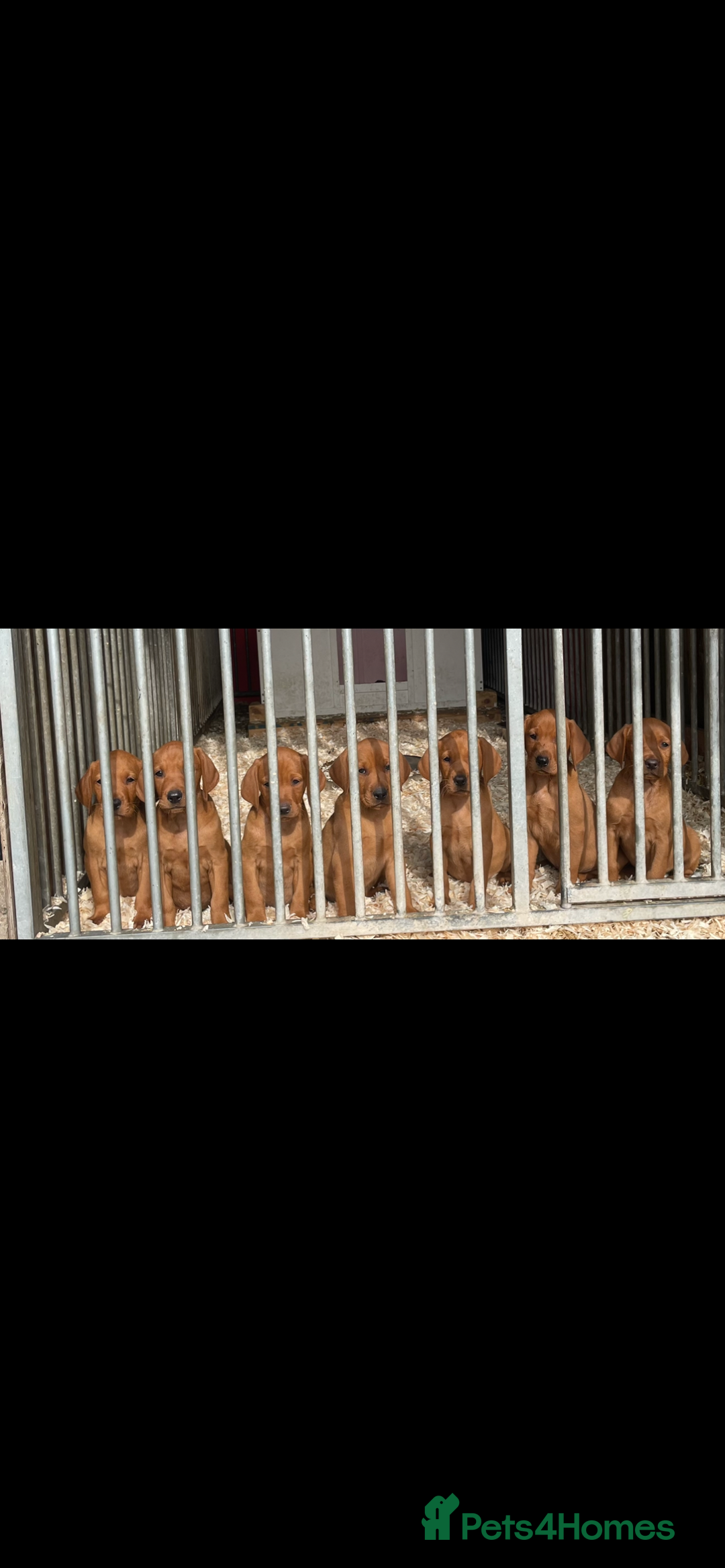 Mixed Breed dogs for sale: Hungarian Vizsla - Image 18