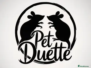 Rat rodents DEC: 24 Rats (5 Rats: 3 Boys & 2 Girls Left) - Advert 16