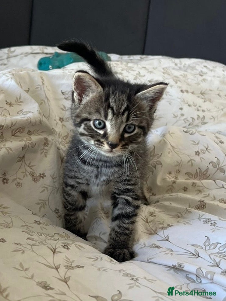 European cats *Rescued* Cat and Kitten Looking for a Loving Home - Advert 1