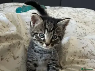 European cats *Rescued* Cat and Kitten Looking for a Loving Home - Advert 1