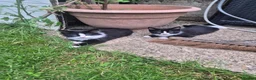 Mixed Breed cats for sale: 9 week old kittens  - Advert 2