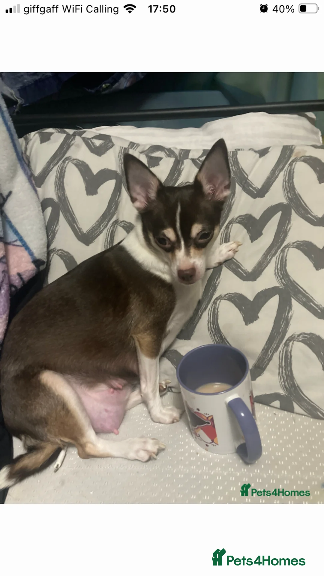 Chihuahua dogs for sale: Miniature chihuahua pups 2 females left - Advert 1