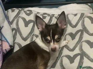 Chihuahua dogs Miniature chihuahua pups 2 females left - Advert 1