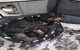 Mixed Breed dogs for sale: Little bundles of schweenie love!  - Image 19
