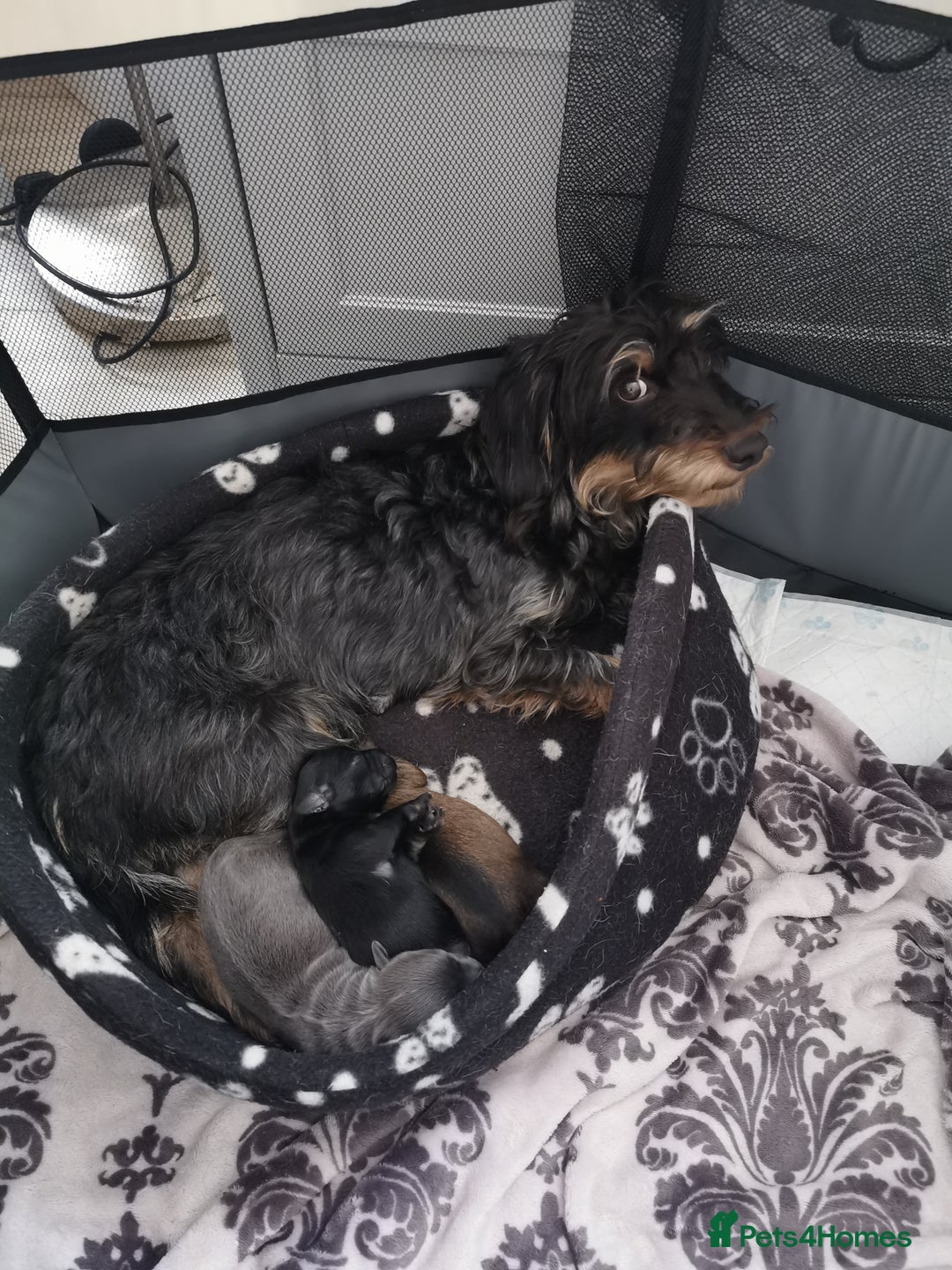 Mixed Breed dogs for sale: Little bundles of schweenie love!  - Image 19
