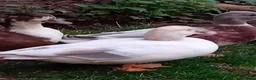 Ducks poultry for sale: 2x Beautiful Bonded Female Call Ducks  - Advert 2