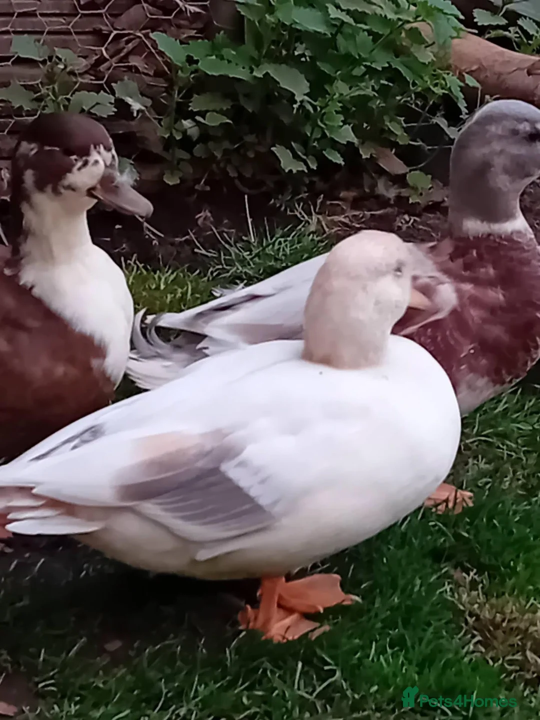 Ducks poultry for sale: 2x Beautiful Bonded Female Call Ducks  - Advert 2