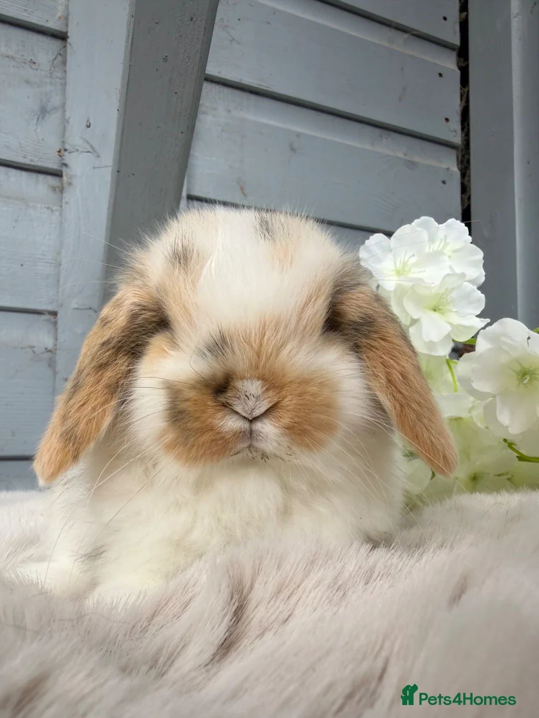Mini Lop rabbits for sale: Beautiful tri coloured mini lops  - Advert 1