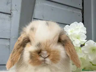 Mini Lop rabbits Beautiful tri coloured mini lops - Advert 20