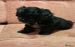 Malshi dogs for sale: Malshi 2 puppies boys - Advert 7