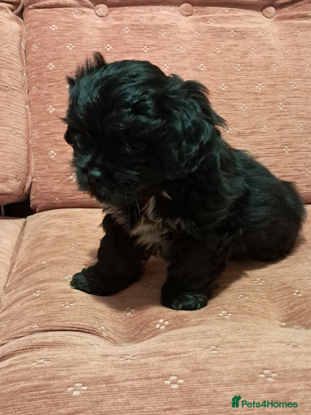 Malshi dogs for sale: Malshi 2 puppies boys - Advert 7