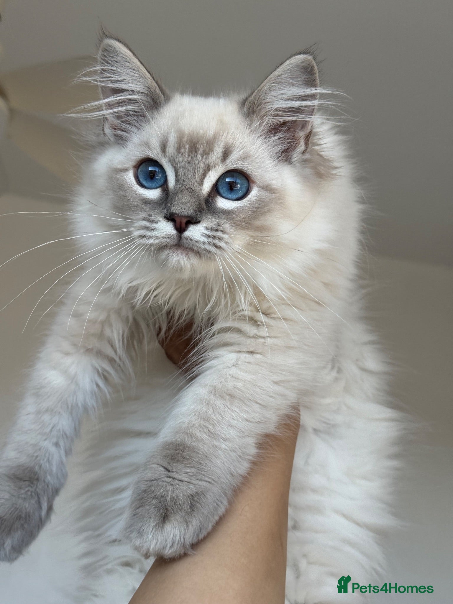 Ragdoll cats Registered Ragdoll kittens & RETIRED QUEENS - Advert 15