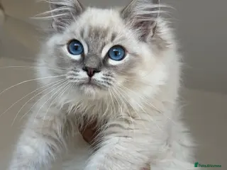 Ragdoll cats Registered Ragdoll kittens & RETIRED QUEENS - Advert 15