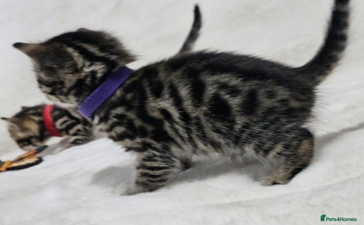 Bengal cats - Advert 8