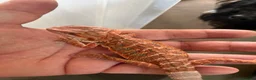 Bearded Dragon reptiles for sale: Red hypo baby bearded dragons  - Advert 10